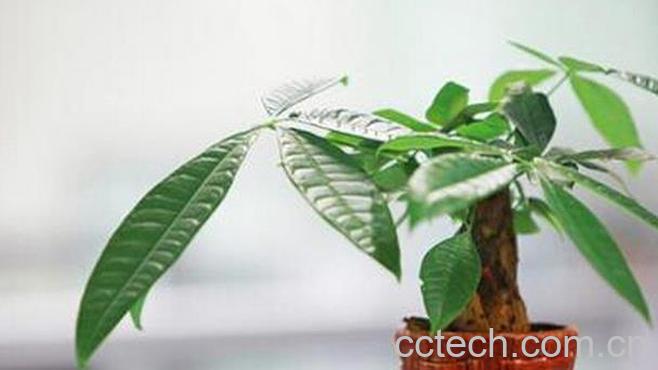 果蔬百科发财树的养殖方法和注意事项-0
