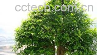 果蔬百科石辣椒盆景养殖及护理-0