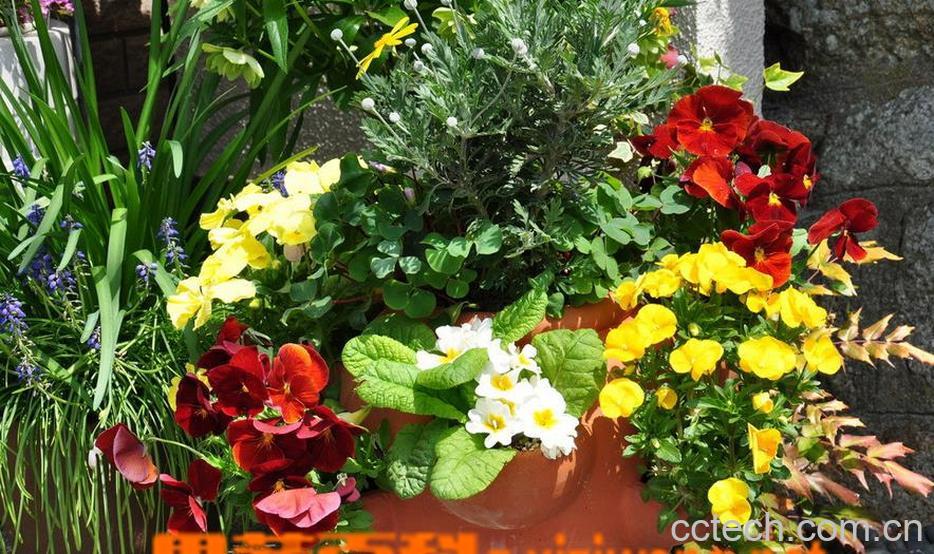 果蔬百科盆栽蝴蝶花怎么养 盆栽蝴蝶花的养殖方法技巧-0