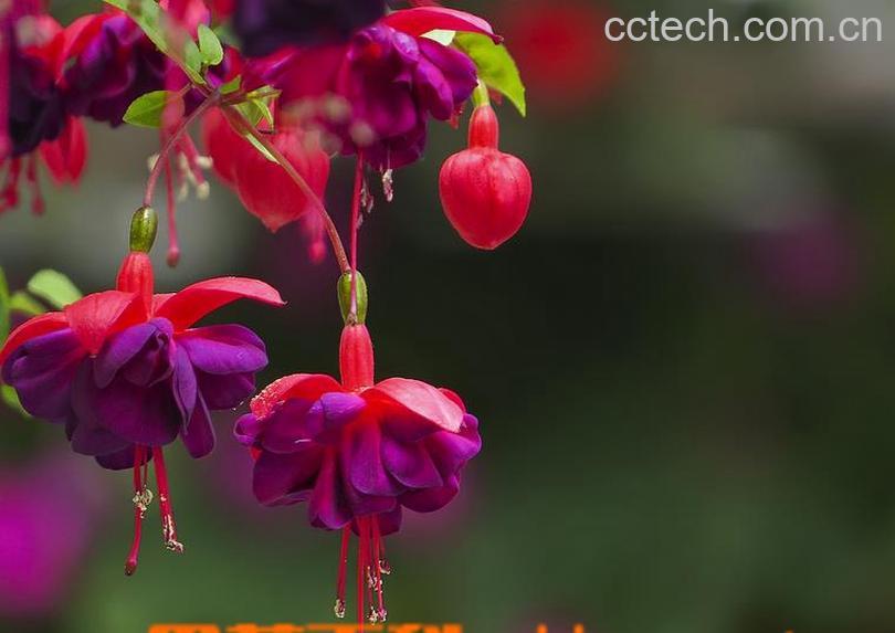 果蔬百科灯笼花的栽培技术和养护方法-0