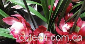 果蔬百科大花蕙兰怎么养-0