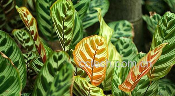 果蔬百科麒麟掌的养殖方法-0