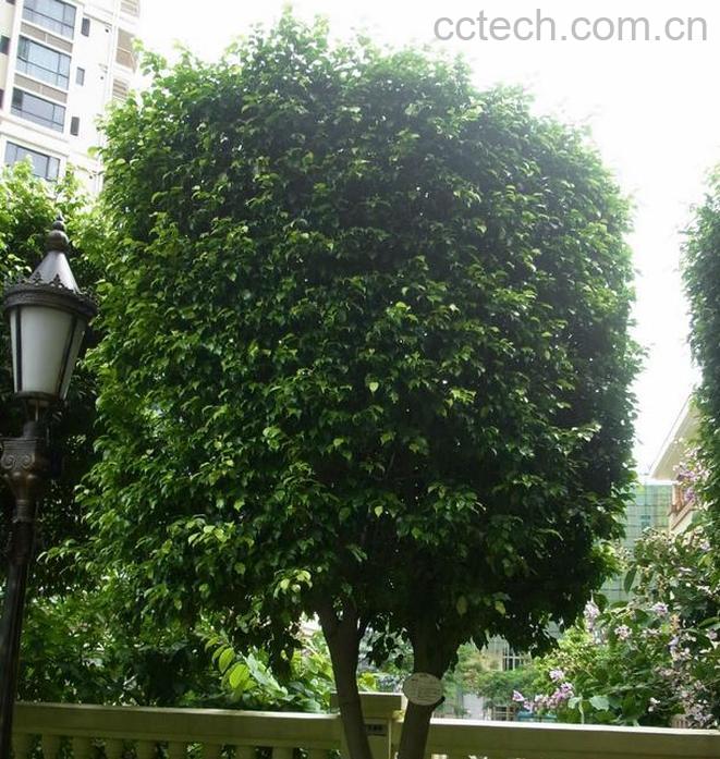 果蔬百科垂叶榕生长习性 垂叶榕的养殖方法技巧-0