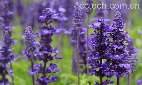 果蔬百科薰衣草的妙用-0