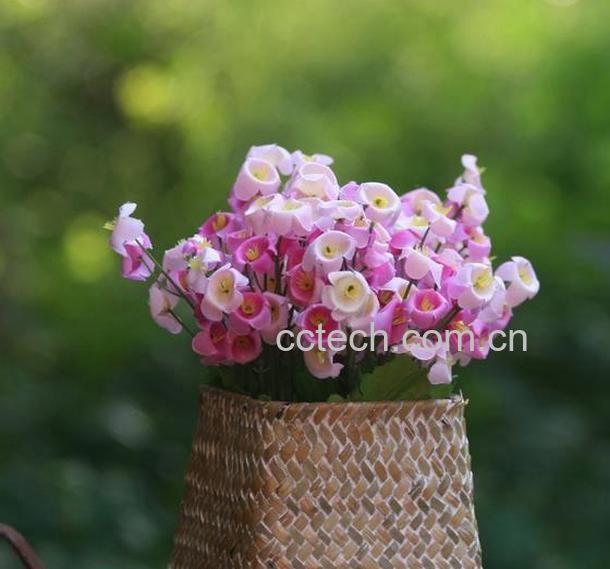 果蔬百科风铃花的栽培养护方法-0