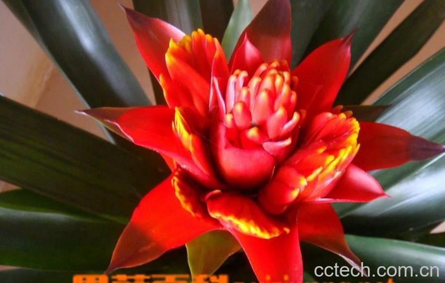 果蔬百科凤梨花怎么养 凤梨花的养殖方法技巧-0