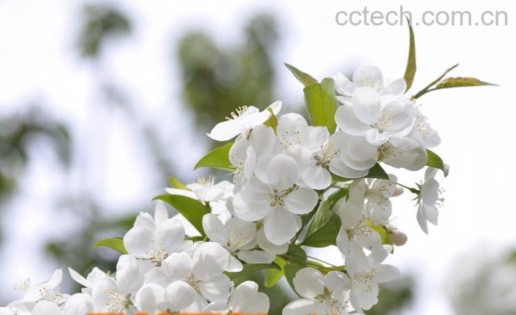 果蔬百科山荆子怎么嫁接茶花-0