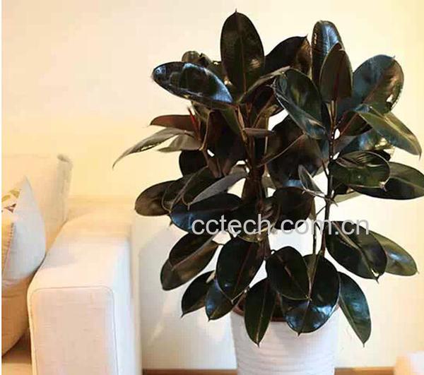 果蔬百科橡皮树的养殖方法和注意事项-0