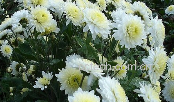 果蔬百科菊花的药用功效与作用-0