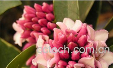 果蔬百科盆栽瑞香的养殖方法-0