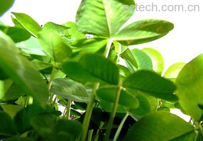 果蔬百科幸福草的养殖方法-0