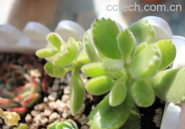 果蔬百科熊童子掉叶子怎么办-0