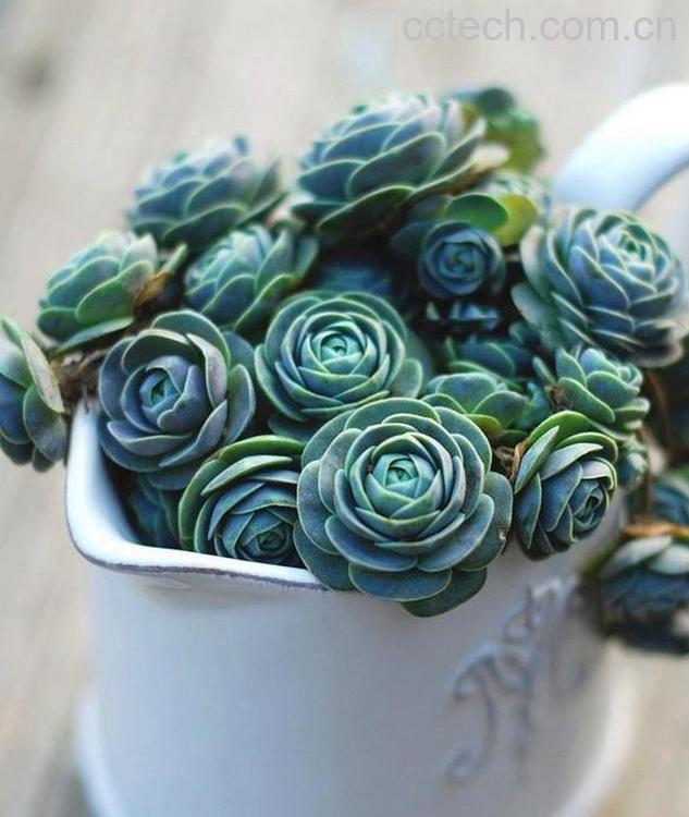 果蔬百科子持莲华的种植要铺石头吗-0