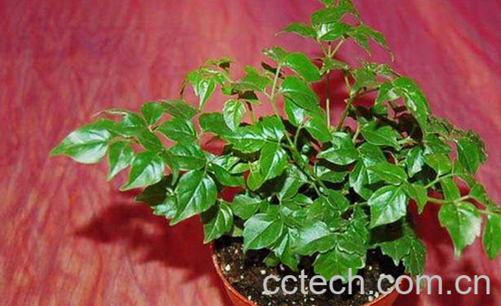 果蔬百科幸福树的功效与作用-0