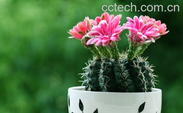 果蔬百科仙人球的养殖方法与注意事项-0