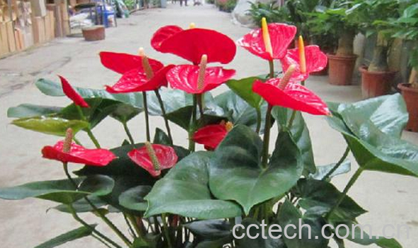 果蔬百科红掌的养殖方法-0