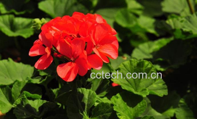 果蔬百科洋绣球(天竺葵)的养护方法-0