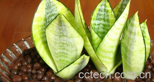 果蔬百科虎尾兰养殖方法和注意事项-0