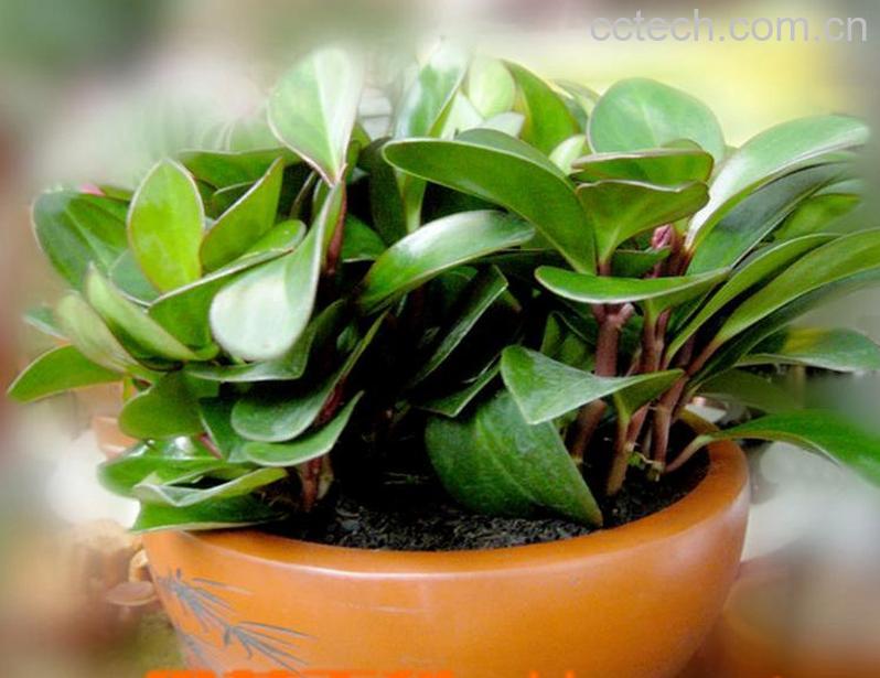 果蔬百科豆瓣绿的养殖方法 豆瓣绿掉叶子的原因-0