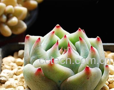 果蔬百科吉娃娃修根后需要另换一盆吗-0