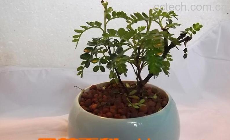 果蔬百科清香木掉叶子的解决方法-0