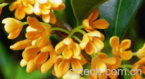 果蔬百科四季桂花的养殖方法和注意事项-0