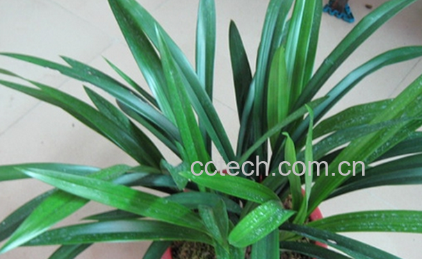 果蔬百科龙舌兰的养殖方法与注意事项-0