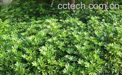 果蔬百科花叶鹅掌柴的水养殖方法-0