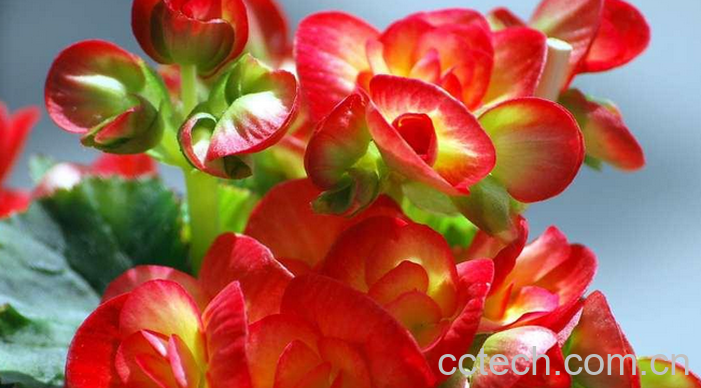 果蔬百科玻璃海棠花养殖方法介绍-0