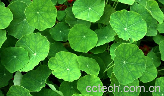 果蔬百科铜钱草的功效与作用-0