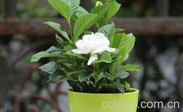 果蔬百科栀子花的功效与作用-0