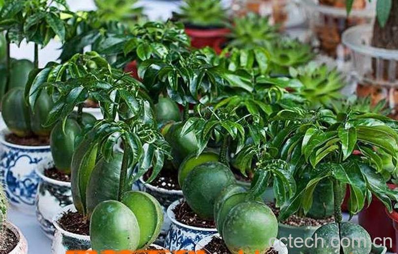 果蔬百科元宝树的养殖方法-0