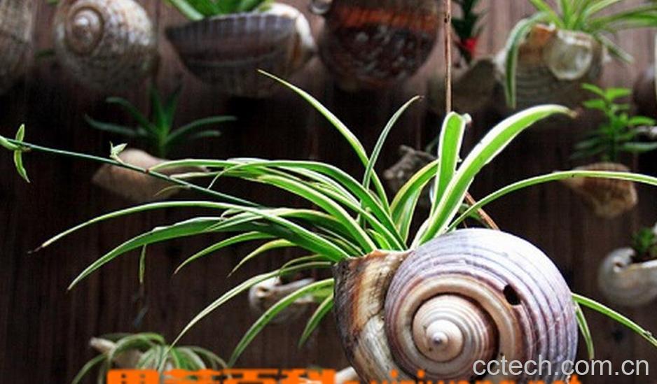 果蔬百科千年木的水培养殖方法-0