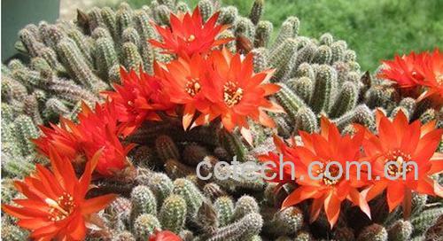 果蔬百科白檀仙人掌养殖方法-0