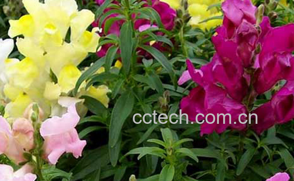 果蔬百科金鱼草养殖的注意事项-0