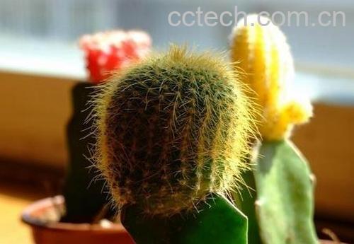 果蔬百科仙人掌浇水浇在根部还是叶子上-0