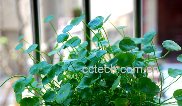 果蔬百科铜钱草的养殖方法与注意事项-0