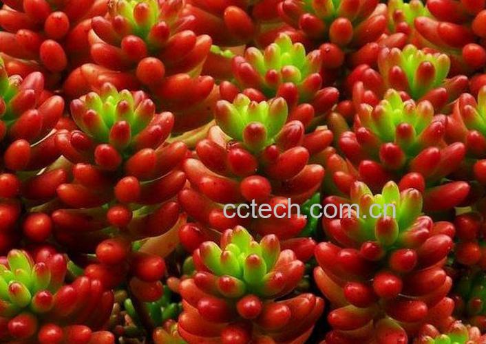 果蔬百科虹之玉的养殖方法注意事项-0