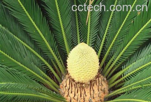 果蔬百科巴西铁的养殖方法-0