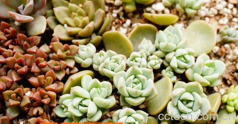 果蔬百科白牡丹怎么养-0