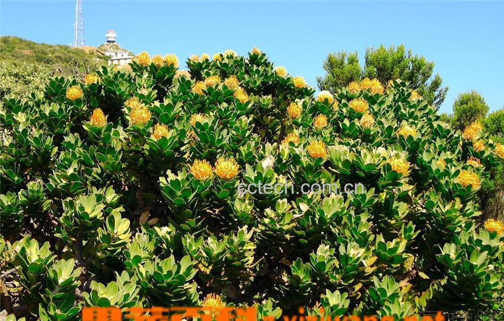 果蔬百科帝王花的养殖方法和花语-0