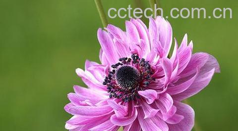 果蔬百科重瓣银莲花花卉盆景怎么养-0