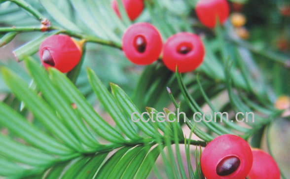 果蔬百科红豆杉的药用价值与功效-0