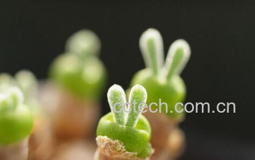 果蔬百科碧光环怎么养-0