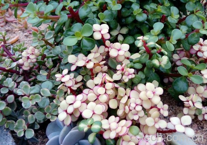 果蔬百科雅乐之舞的养殖方法及图片欣赏-0