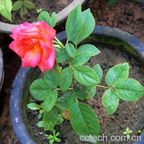 果蔬百科如何扦插月季花-0