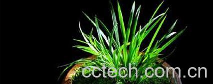 果蔬百科凤尾竹的养殖方法-0