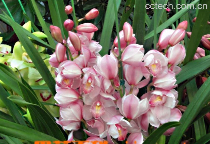 果蔬百科大花蕙兰烂根怎么办-0