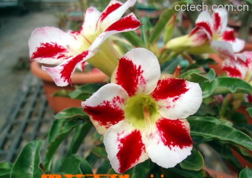 果蔬百科沙漠玫瑰养殖方法-0