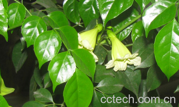 果蔬百科幸福树的功效与作用-0